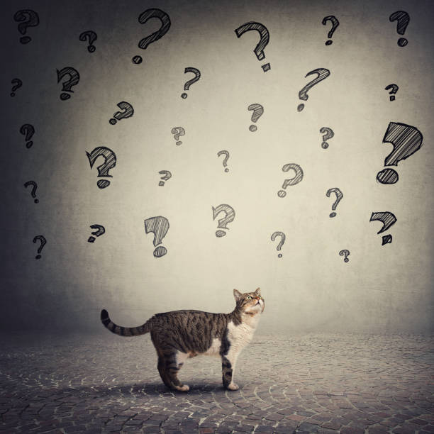istock Curious striped cat has a lot of questions, looking up perplexed. Interrogation marks sketches on gray wall background. 1211147239