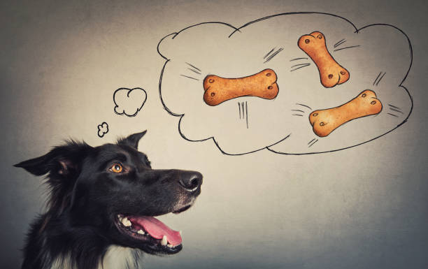 Joyful Border Collie dog looking aside, dreaming of tasty bone shaped biscuits. Funny astonished puppy, mouth open, imagine delicious healthy food, chew snack cookies, thought bubble cloud sketch.