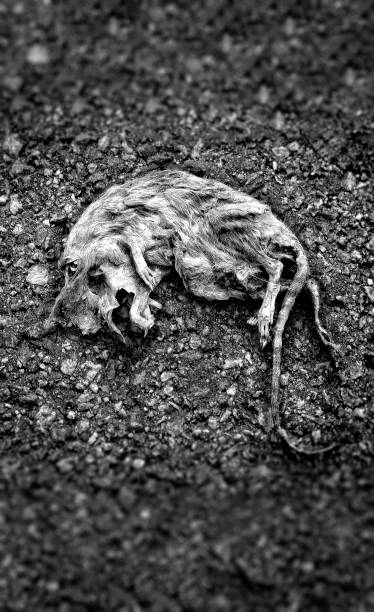 Dear rat Dead rat black and white processed dead animal photos stock pictures, royalty-free photos & images