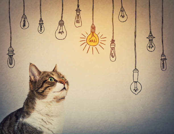 Curious and pensive, striped cat looking up attentive thinking of entertaining ideas as choosing a hanging glowing light bulb from others are switched off. Curious and pensive, striped cat looking up attentive thinking of entertaining ideas as choosing a hanging glowing light bulb from others are switched off. cat light bulb stock pictures, royalty-free photos & images