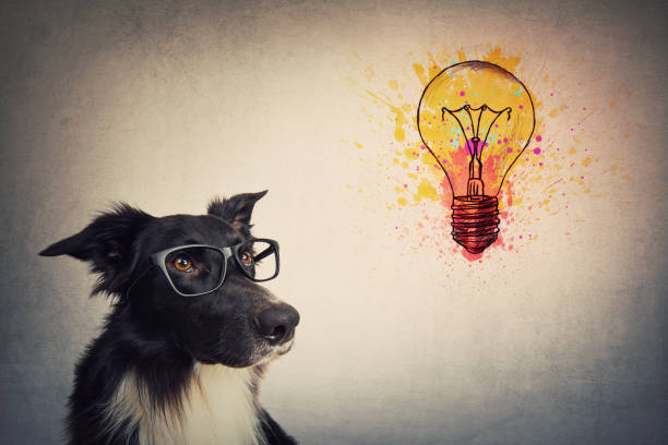 Pensive wise Border Collie dog wearing glasses looks up, thinking of ideas as a colorful light bulb shows his pet creativity. Genius puppy concept. Pensive wise Border Collie dog wearing glasses looks up, thinking of ideas as a colorful light bulb shows his pet creativity. Genius puppy concept. animal internal organ photos stock pictures, royalty-free photos & images
