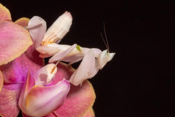 Orchid Mantis Orchid Mantis (Hymenopus coronatus) is from the tropical forests of Southeast Asia orchid mantis stock pictures, royalty-free photos & images