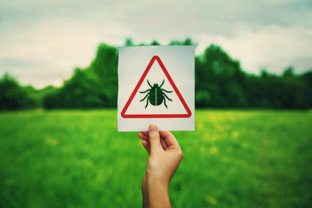 hand holding a warning sign for ticks parasite danger over the park green lawn background. different bug bites, health risk, causes infections, lyme disease and needs urgent medical treatment. - lyme disease imagens e fotografias de stock