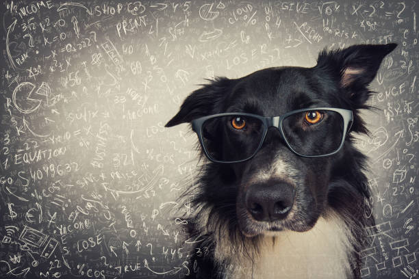 nahaufnahme porträt von nachdenklichen hund trägt brille. reinrassige border collie nerd über grauen hintergrund lösen harte mathematik berechnung und gleichungen. zurück zur schule, tierintelligenz-konzept. - genie stock-fotos und bilder