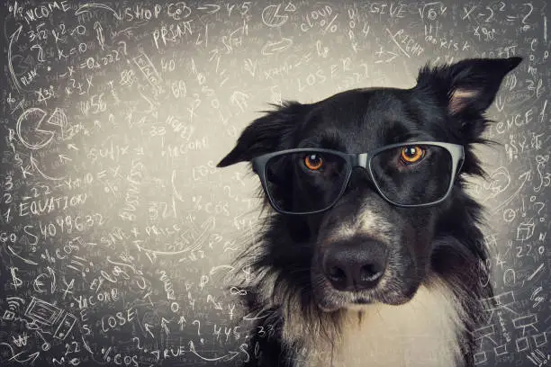 Close up portrait of thoughtful dog wearing glasses. Purebred Border Collie nerd over grey background solving hard mathematics calculation and equations. Back to school, animal intelligence concept.