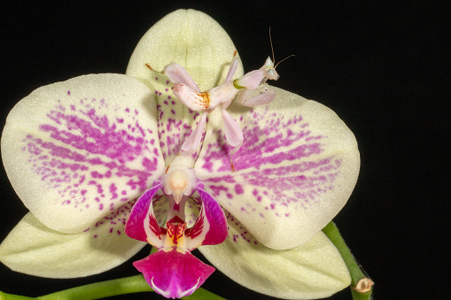 Orchid Mantis (Hymenopus coronatus) is from the tropical forests of Southeast Asia