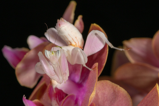 Close-up of an Empusa Pennate female adult into a flower