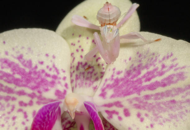 Orchid Mantis Orchid Mantis (Hymenopus coronatus) is from the tropical forests of Southeast Asia orchid mantis stock pictures, royalty-free photos & images