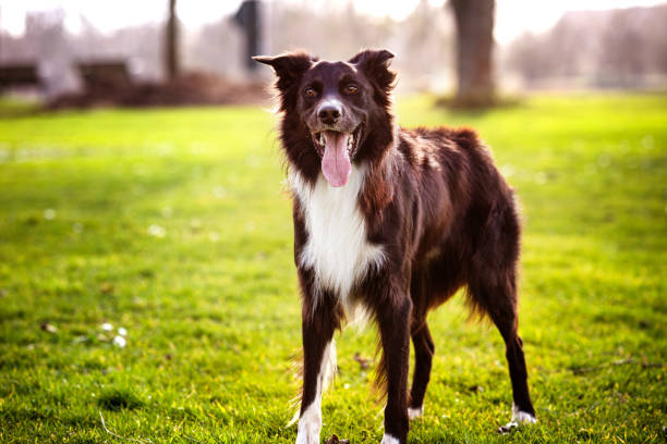 Lovely dog portrait posing outdoors with a funny emotion, eyes closed and a smiley. Overjoyed border collie pup relish the cold winter morning in the nature. Adorable purebred pet laughing in the park precioso retrato de perro posando al aire libre con una emoción divertida, ojos cerrados y un sonriente. overjoyed border collie cachorro disfrutar de la fría mañana de invierno en la naturaleza. adorable mascota pura riendo en el parque
