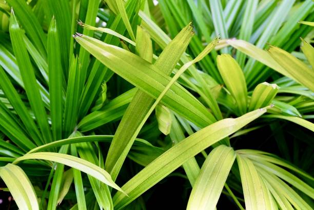 palmeira exótica lady palm em um jardim - raphis - fotografias e filmes do acervo