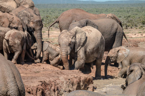 istock African elephant at a waterhole 1211151009
