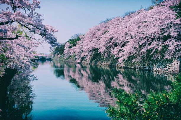istock Cherry blossom in Japan 1211151053