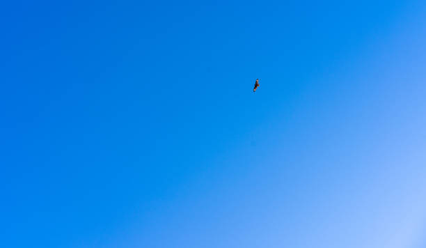 istock Eagle flies against the blue sky 1211151316