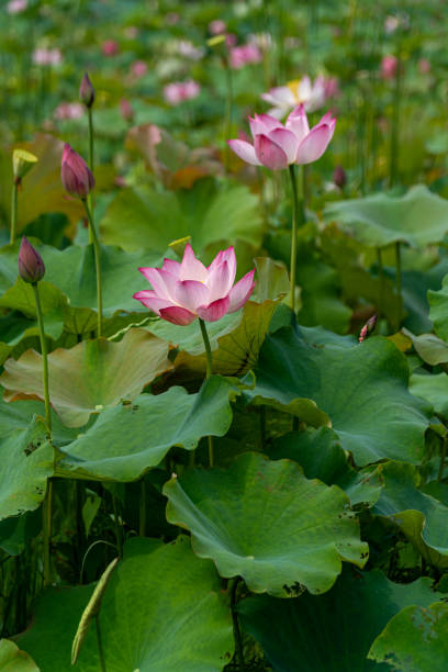 istock Pink lotus flower 1211151387