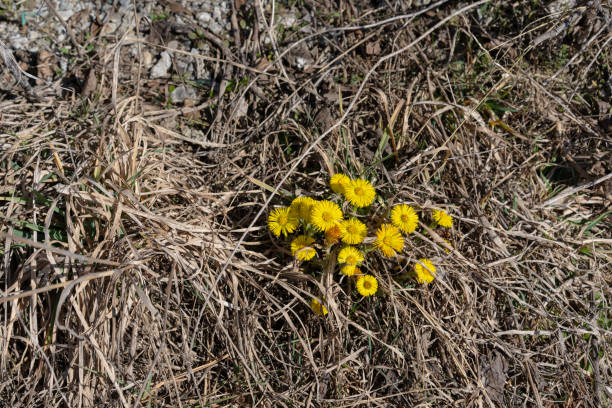 istock Tussilago in spring grows among dry grass 1211151549
