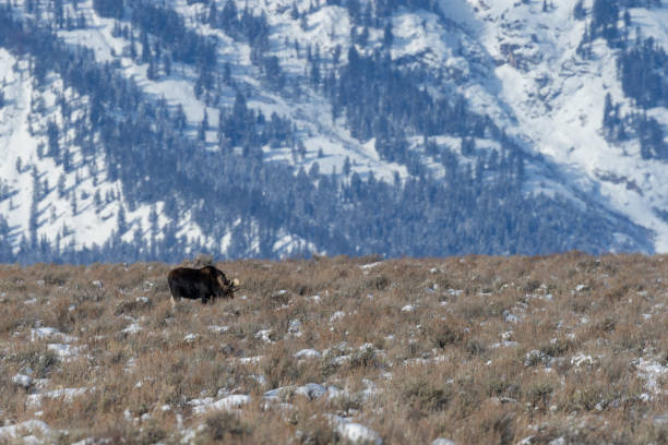 istock Bull Moose in Winter in Wyoming 1211153140
