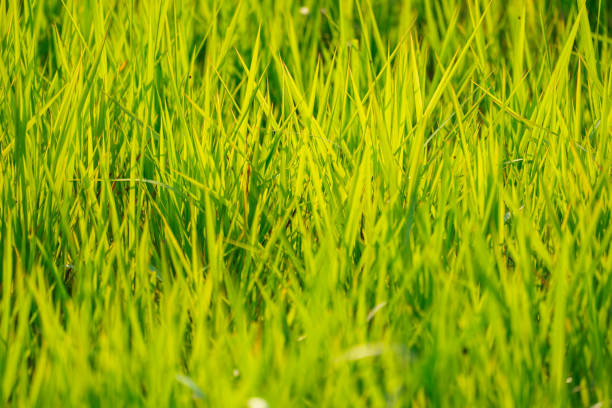 Grass field in nature background
