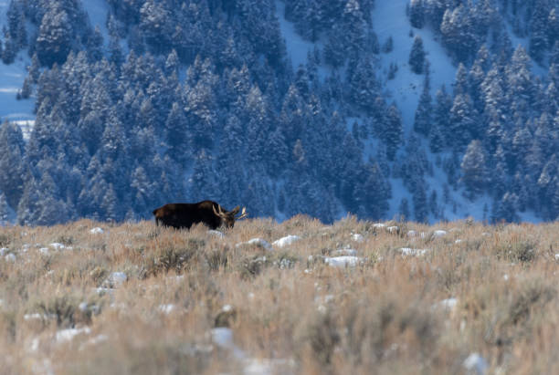 istock Bull Moose in Winter in Wyoming 1211153164