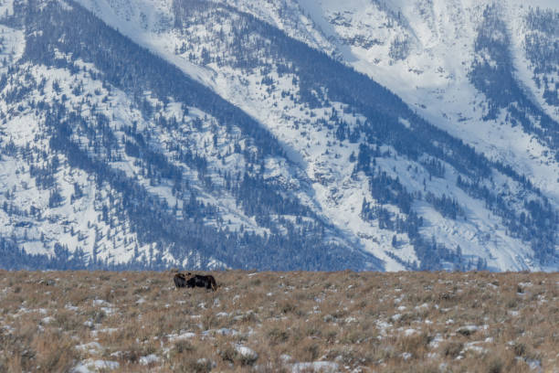 istock Bull Moose in Winter in Wyoming 1211153187