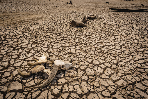 Skull cattle on cracked earth on hot summer