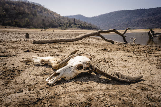 cráneo de ganado en tierra agrietada en verano caliente - animal skull drought animal bone dry fotografías e imágenes de stock