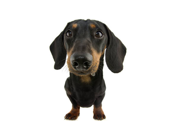 istock funny dachshund dog drooling. Isolate on white background. 1211153672