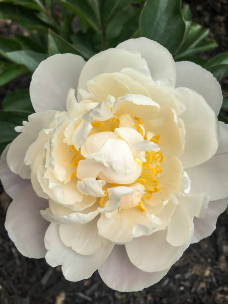 istock Closeup of a white peony flower 1211154742