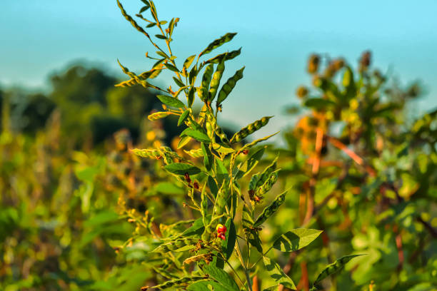 cultivo de guisantes, campo de cultivo de guisantes paloma, salunkwadi, ambajogai beed,gujarat, india, sureste, asia. - pigeon pea” fotografías e imágenes de stock