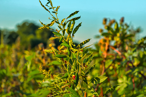 Pigeon pea crop field,pigeon pea or tuvar beans vegetable on plant with flower