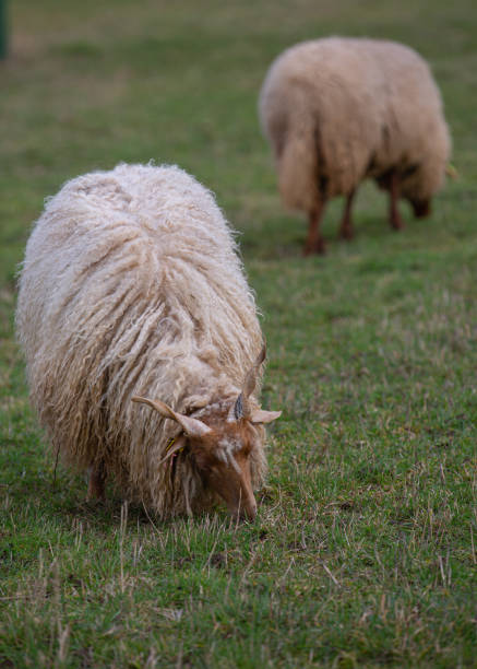 istock A sheep with horns (Racka sheep, Ovis) grazing on a meadow 1211158920