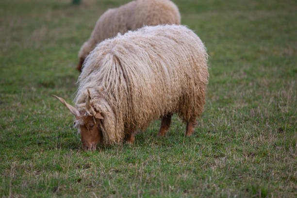 istock A sheep with horns (Racka sheep, Ovis) grazing on a meadow 1211158956