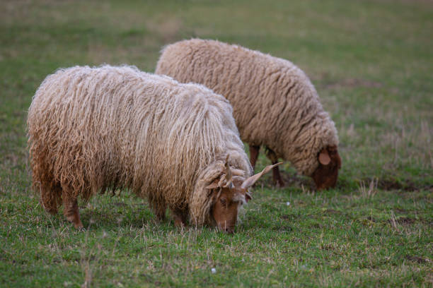 istock Two sheep with horns (Racka sheep, Ovis) grazing on a meadow 1211159041