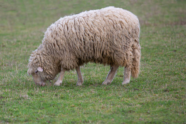 istock A sheep grazing on a meadow 1211159124