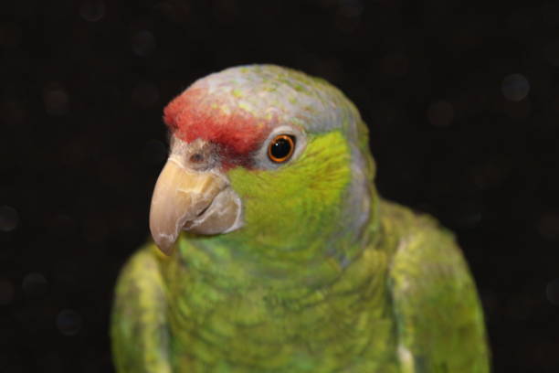 istock Green parrot with purple and red crown against black background 1211161830