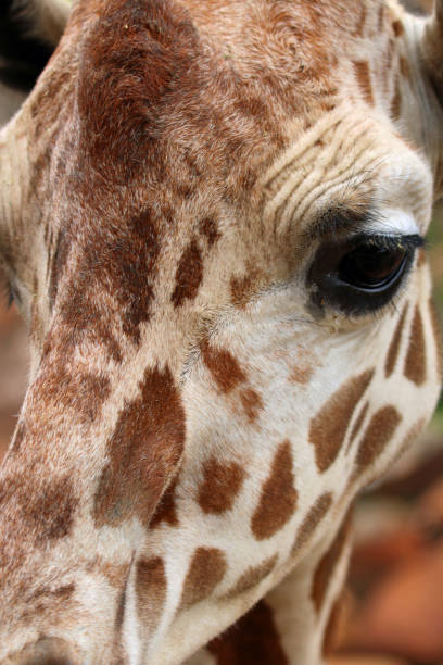 istock Close up of giraffe's eye looking at camera 1211161831