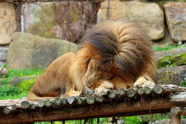 istock Male African lion sleeping on wooded platform 1211161843