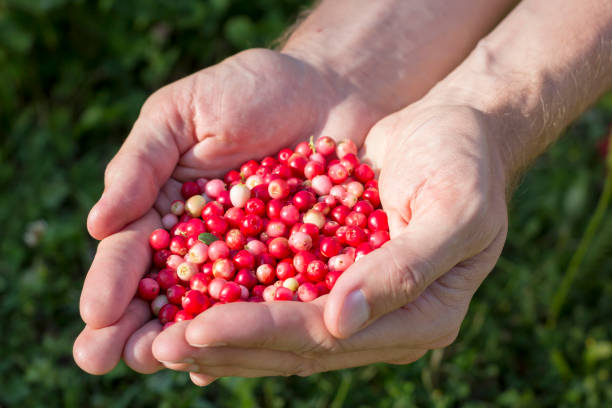 istock Handful of cranberries 1211164434