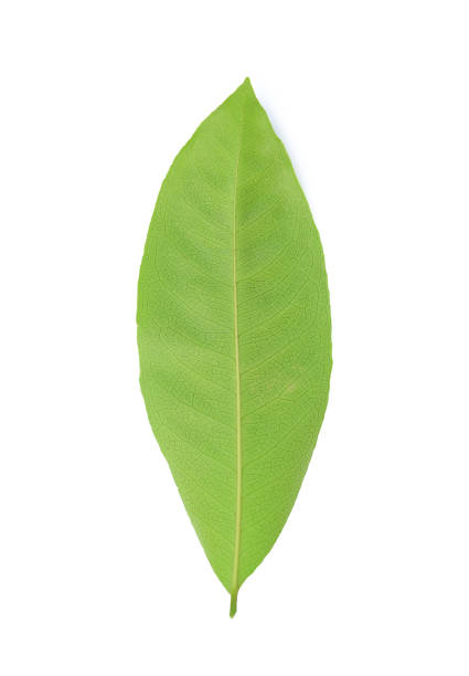 istock Fresh green leafs isolated on white background. 1211165046