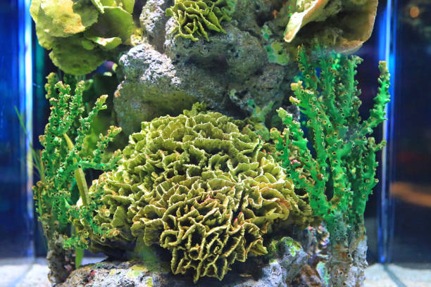 istock Underwater corals reef sea view in aquarium tank. 1211165152