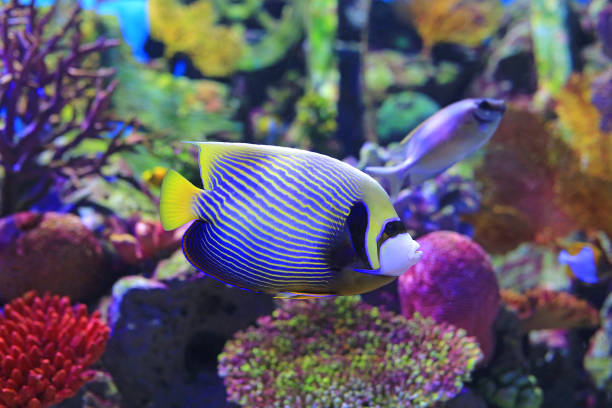 istock Angelfish swimming under water in aquarium tank. 1211165164