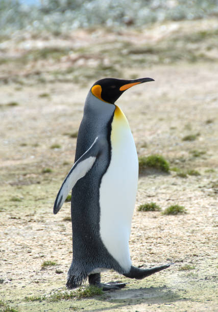 istock King Penguin out for a walk 1211165288