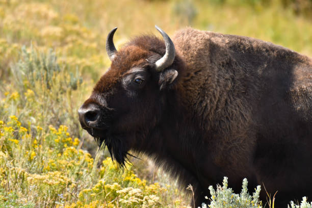istock Portrait of a Buffalo 1211165332