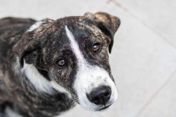 istock portrait of a dog 1211165402