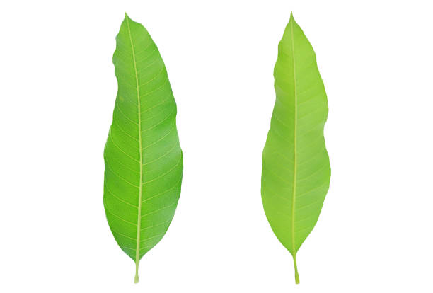 istock Fresh green mango leaves isolated on white background. 1211165541