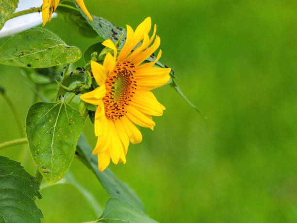 closeup of yellow sunflower in bloom with green background copy space