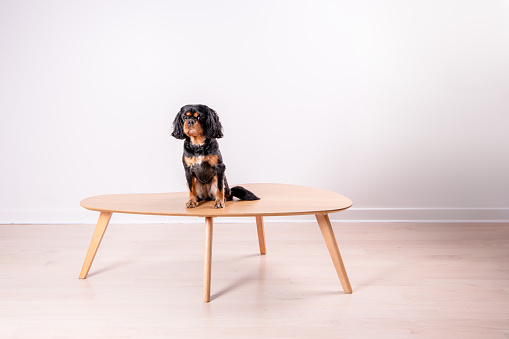 A cute dog sits on the middle of a wooden coffee table, in a room with a white wall. Cavalier King Charles Spaniel breed.