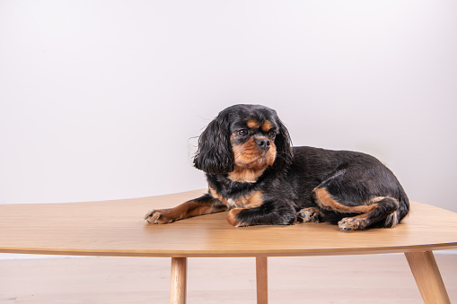 A cute dog sits on top of a wooden coffee table, in a room with a white wall. Cavalier King Charles Spaniel breed.