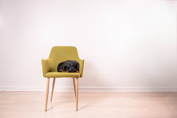 istock Cavalier King Charles Spaniel sleeps in a green chair 1211168068