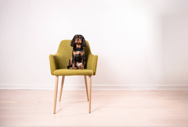 istock Cavalier King Charles Spaniel sits in a green chair 1211168073