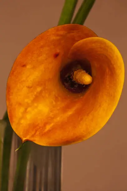 Photo of Arum Lily (Zantedeschia pentlandii) hybrid 1